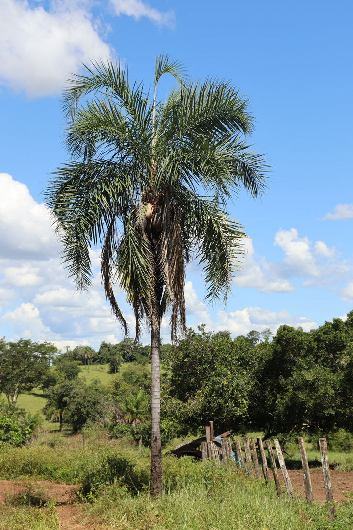 Coconut farm with freshly harvested coconuts
